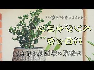 鴨腳木 風水